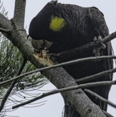 Zanda funerea (Yellow-tailed Black-Cockatoo) at Higgins Woodland - 5 Dec 2022 by Jillw