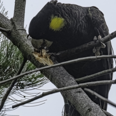 Zanda funerea (Yellow-tailed Black-Cockatoo) at Higgins, ACT - 5 Dec 2022 by Jillw