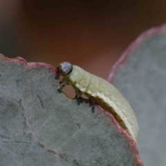 Paropsisterna sp. (genus) (A leaf beetle) at O'Connor, ACT - 4 Dec 2022 by ConBoekel