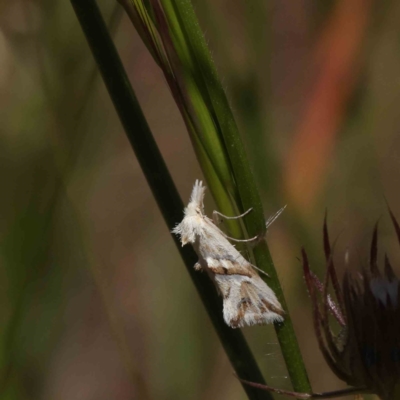 Heliocosma argyroleuca (A tortrix or leafroller moth) at Dryandra St Woodland - 3 Dec 2022 by ConBoekel