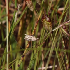 Tortricopsis aulacois (A Concealer moth (Wingia group)) at O'Connor, ACT - 4 Dec 2022 by ConBoekel