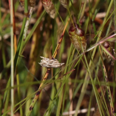 Tortricopsis aulacois (A Concealer moth) at Dryandra St Woodland - 3 Dec 2022 by ConBoekel