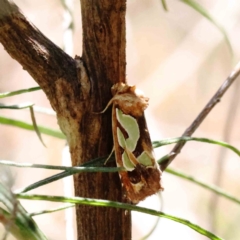 Cosmodes elegans (Green Blotched Moth) at Dryandra St Woodland - 4 Dec 2022 by ConBoekel