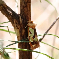 Cosmodes elegans (Green Blotched Moth) at O'Connor, ACT - 4 Dec 2022 by ConBoekel