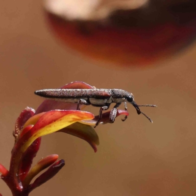 Rhinotia phoenicoptera (Belid weevil) at O'Connor, ACT - 4 Dec 2022 by ConBoekel