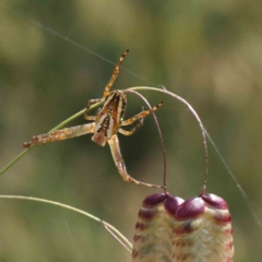 Plebs bradleyi (Enamelled spider) at Dryandra St Woodland - 3 Dec 2022 by ConBoekel