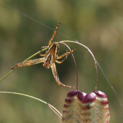 Plebs bradleyi (Enamelled spider) at Dryandra St Woodland - 3 Dec 2022 by ConBoekel