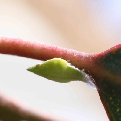 Philagra sp. (genus) (A spittlebug) at Dryandra St Woodland - 4 Dec 2022 by ConBoekel