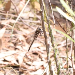 Adversaeschna brevistyla (Blue-spotted Hawker) at Dryandra St Woodland - 5 Dec 2022 by ConBoekel