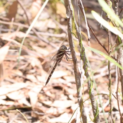 Adversaeschna brevistyla (Blue-spotted Hawker) at Dryandra St Woodland - 5 Dec 2022 by ConBoekel