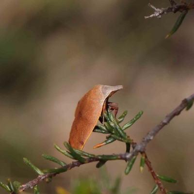 Tortricopsis uncinella (A concealer moth) at Dryandra St Woodland - 5 Dec 2022 by ConBoekel