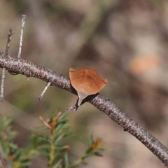 Tortricopsis uncinella at O'Connor, ACT - 5 Dec 2022