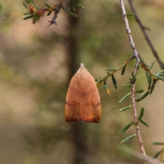 Tortricopsis uncinella at O'Connor, ACT - 5 Dec 2022