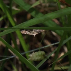 Nacoleia rhoeoalis (A Crambid moth (Spilomelinae) at O'Connor, ACT - 5 Dec 2022 by ConBoekel