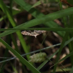 Nacoleia rhoeoalis (Spilomelinae) at O'Connor, ACT - 5 Dec 2022 by ConBoekel