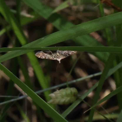 Nacoleia rhoeoalis (A Crambid moth (Spilomelinae) at O'Connor, ACT - 5 Dec 2022 by ConBoekel
