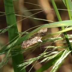 Nacoleia rhoeoalis at O'Connor, ACT - 5 Dec 2022