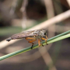 Cerdistus sp. (genus) (Yellow Slender Robber Fly) at O'Connor, ACT - 4 Dec 2022 by ConBoekel