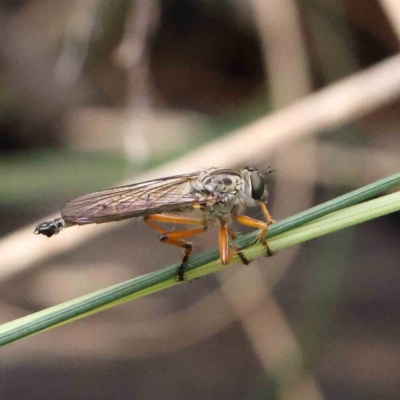 Cerdistus sp. (genus) (Yellow Slender Robber Fly) at Dryandra St Woodland - 4 Dec 2022 by ConBoekel
