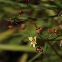 Sisyrinchium micranthum (Blue Pigroot) at Dryandra St Woodland - 5 Dec 2022 by ConBoekel