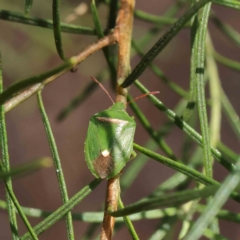Ocirrhoe unimaculata (Green Stink Bug) at Dryandra St Woodland - 4 Dec 2022 by ConBoekel