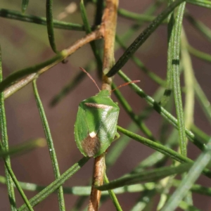 Ocirrhoe unimaculata at O'Connor, ACT - 5 Dec 2022