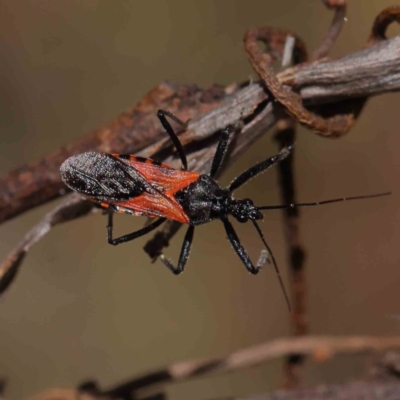 Trachylestes sp. (genus) (An assassin bug) at Dryandra St Woodland - 5 Dec 2022 by ConBoekel