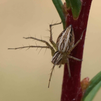 Oxyopes sp. (genus) (Lynx spider) at Dryandra St Woodland - 4 Dec 2022 by ConBoekel