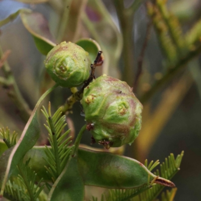 Unidentified Insect at Dryandra St Woodland - 4 Dec 2022 by ConBoekel