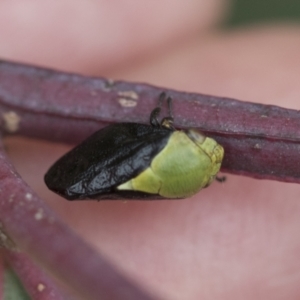 Chaetophyes compacta at Scullin, ACT - 19 Nov 2022