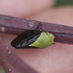 Chaetophyes compacta (Tube spittlebug) at Scullin, ACT - 19 Nov 2022 by AlisonMilton
