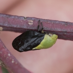 Chaetophyes compacta at Scullin, ACT - 19 Nov 2022