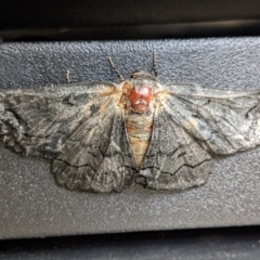 Melanodes anthracitaria (Black Geometrid) at Lions Youth Haven - Westwood Farm A.C.T. - 5 Dec 2022 by HelenCross