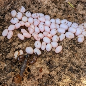 Urodacus manicatus at Paddys River, ACT - 6 Dec 2022