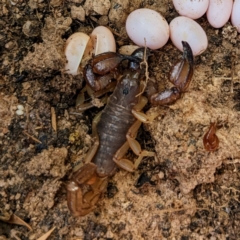 Urodacus manicatus at Paddys River, ACT - 6 Dec 2022