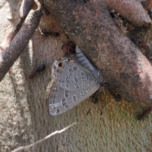 Acrodipsas myrmecophila at suppressed - 3 Dec 2022