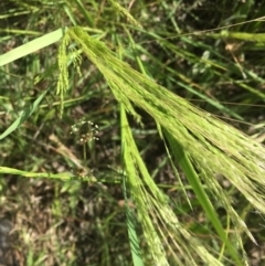 Lachnagrostis filiformis (Blown Grass) at Hall, ACT - 5 Dec 2022 by strigo