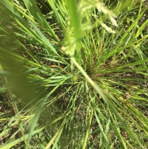 Lachnagrostis filiformis at Hall, ACT - 6 Dec 2022 10:50 AM