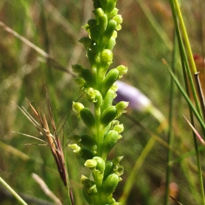 Microtis unifolia (Common Onion Orchid) at Hall, ACT - 6 Dec 2022 by strigo