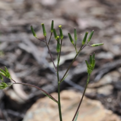 Senecio prenanthoides (Common Forest Fireweed) at Cotter River, ACT - 30 Nov 2022 by RAllen