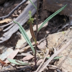 Senecio prenanthoides at Cotter River, ACT - 30 Nov 2022