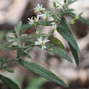 Olearia phlogopappa subsp. continentalis at Cotter River, ACT - 30 Nov 2022 02:10 PM