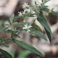 Olearia lirata (Snowy Daisybush) at Cotter River, ACT - 30 Nov 2022 by RAllen
