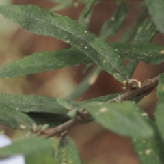 Olearia phlogopappa subsp. continentalis at Cotter River, ACT - 30 Nov 2022 02:10 PM