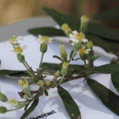 Olearia lirata at Cotter River, ACT - 30 Nov 2022