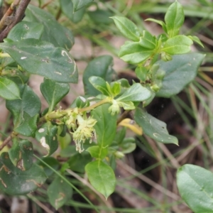 Coprosma hirtella at Cotter River, ACT - 30 Nov 2022