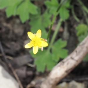 Ranunculus scapiger at Cotter River, ACT - 30 Nov 2022