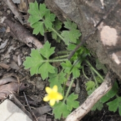 Ranunculus scapiger at Cotter River, ACT - 30 Nov 2022