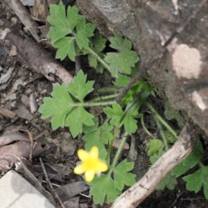 Ranunculus scapiger at Cotter River, ACT - 30 Nov 2022