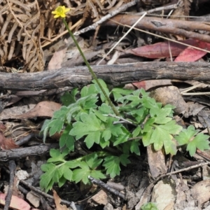 Ranunculus scapiger at Cotter River, ACT - 30 Nov 2022